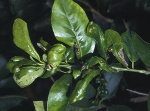 Damage caused by citrus leafminer.