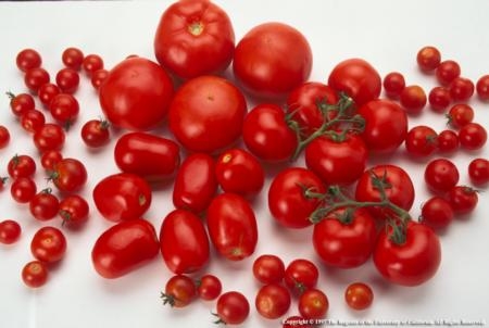 Dry farming tomatoes yields about 4 tons of fruit per acre; conventional growers may harvest 40 tons per acre.