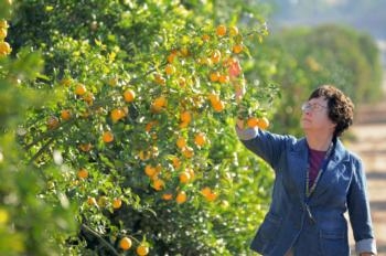 UC Cooperative Extension's Beth Grafton-Cardwell is one of the state's leading experts on Asian citrus psyllid.