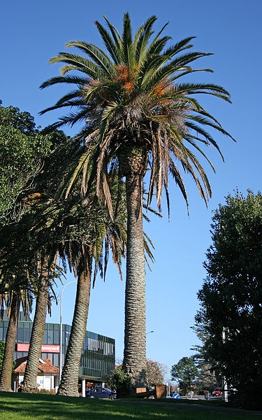 Canary Island date palms, like the ones in the photos, are being planted on each end of the Bay Bridge.