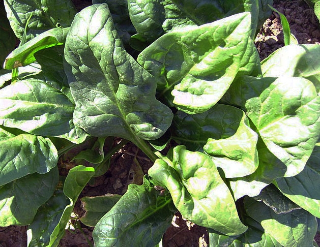 Spinach takes up 80 percent of its nitrogen needs in the final two weeks before harvest.