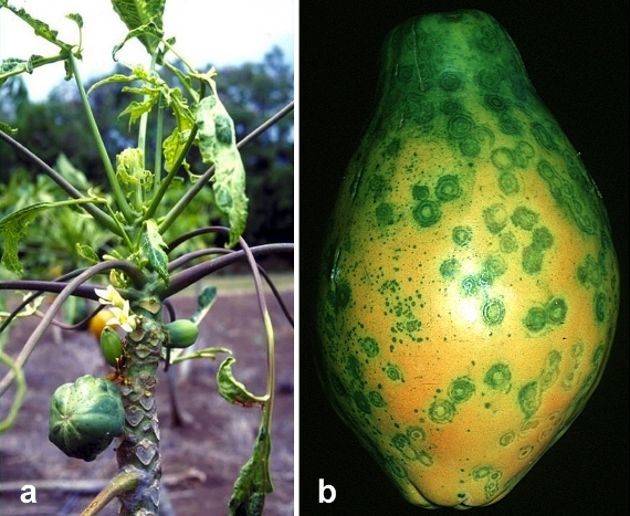 Symptoms of papaya ringspot virus. The disease is controlled in a GMO variety called Rainbow papaya. (Photo: Wikimedia Commons)