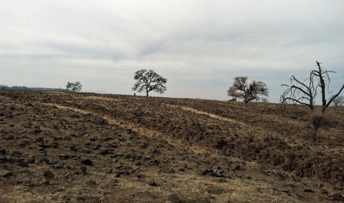In its third year of drought, most California rangelands have been left with lttle to no feed growing.