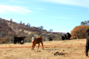 Cattle graze on dry grass. (Photo: Sierra Foothill REC)