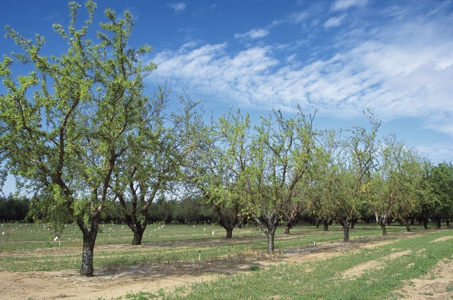 Almond farmers accustomed to irrigating with groundwater are in pretty good shape for 2014.
