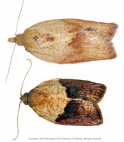 Male and female light brown apple moths.