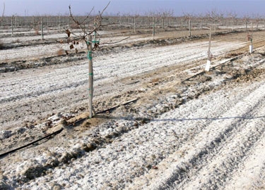 Toxins on the soil surface can look like snow.