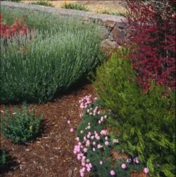 Substituting drought-tolerant plants and mulching the soil surface are other ways to conserve water.