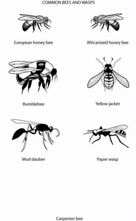 UC Master Gardener wasp identification illustration.