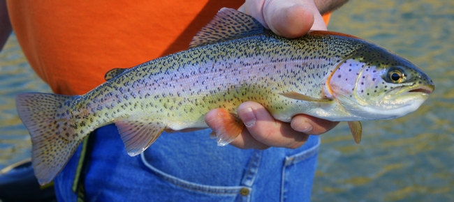 Steelhead trout begin life as rainbow trout. For unknown reasons, some migrate to the ocean and become steelhead. (Photo: Wikimedia Commons)