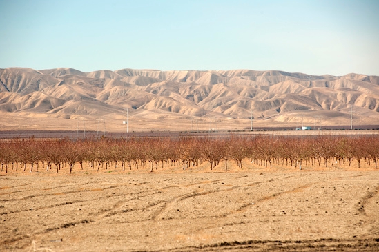 Dry fields and bare trees at Panoche Road near San Joaquin. (Photo: Gregory Urquiaga)