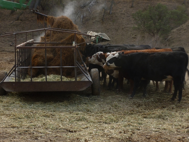 Cows attacking rice strawlage as tractor drops into feeder.
