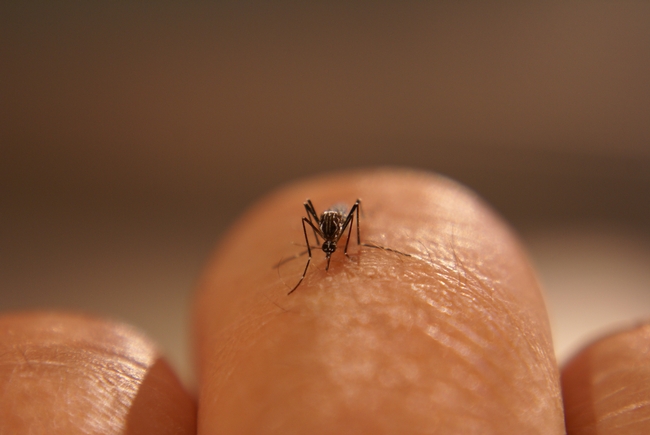 Aedes aegypti mosquito perched on a researcher's finger.