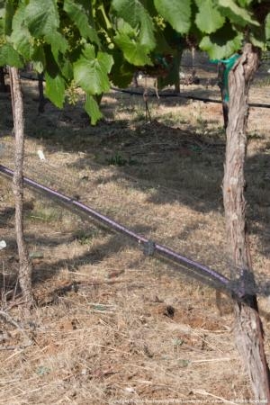 Deficit irrigation helps winegrape farmers get through the drought.