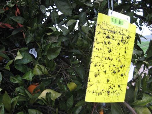 New chemical attractants could make a better Asian citrus psyllid trap.