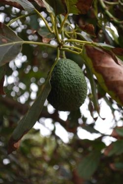 Avocado growers are being hit with a triple-whammy.