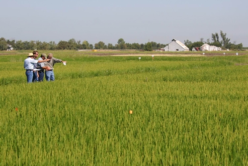 Rice research field.