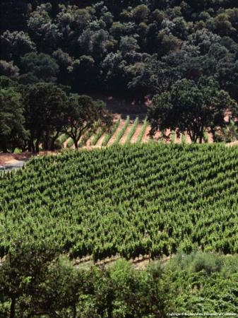 It's easier to grow wine grapes without irrigation in the Napa Valley, which receives more rainfall than the San Joaquin Valley.