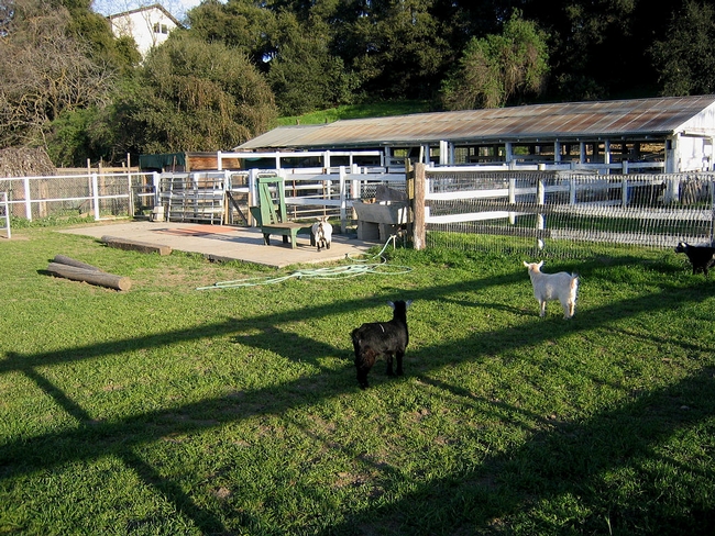 4-H youth conduct animal projects at the McClellan Ranch Preserve in Cupertino.