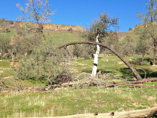 A gray pine bends over on foothill rangeland east in Fresno County, where green grass is growing thanks to December rains.