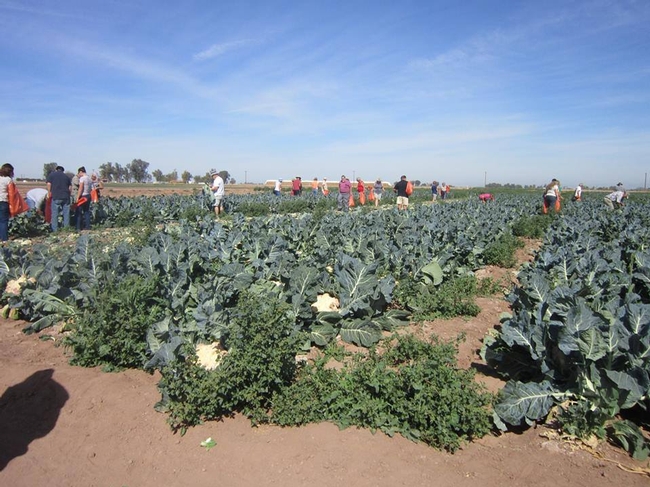 FARM SMART visitors pick vegetables at the UC Desert REC.