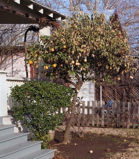 A citrus tree damaged during a freeze.