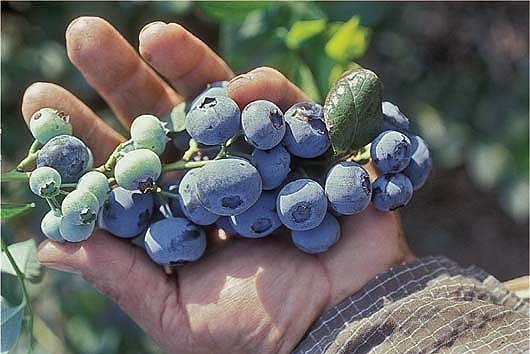 UC ANR researchers want to know how little it water it takes to grow blueberries.