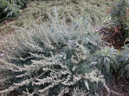Drought-tolerant plants, like artemisia (above), gravel, sand and stones can be combined into a beautiful, low-water-use landscape.