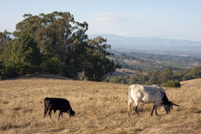Central Coast ranchers are facing a 'bust cycle' due to drought.