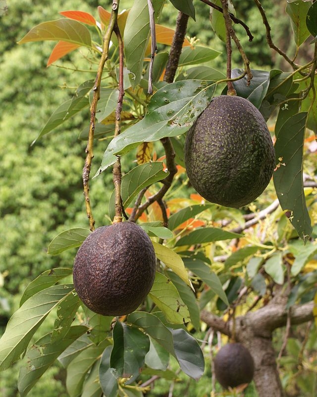 Planting avocado trees closer together nearly doubles yield, UC ANR advisor Gary Bender found.