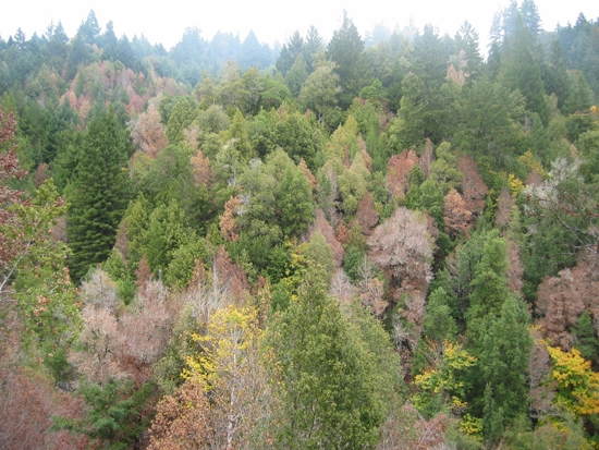 Humboldt County tanoak trees that have succumbed to sudden oak death.
