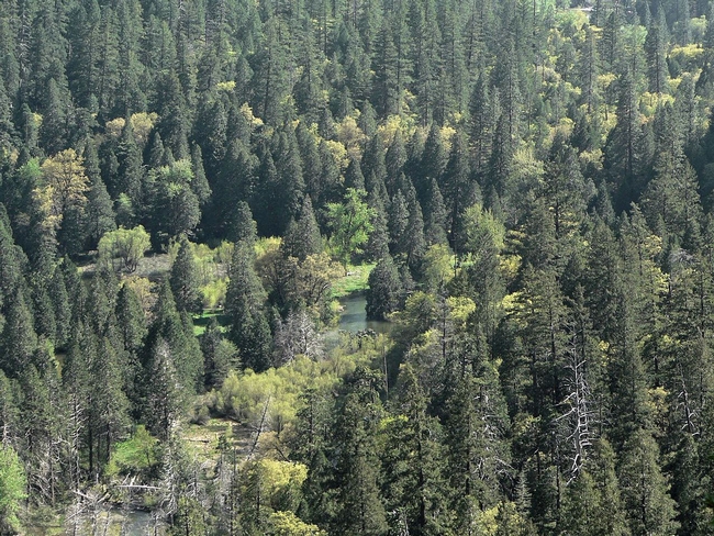 A coniferous forest along Tenaya Creek in the Sierra Nevada. (Photo: Wikimedia Commons)