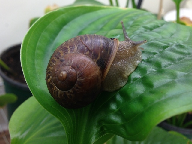 The brown garden snail is found in 26 California counties. It was introduced from Europe 'with an eye to the pot.'