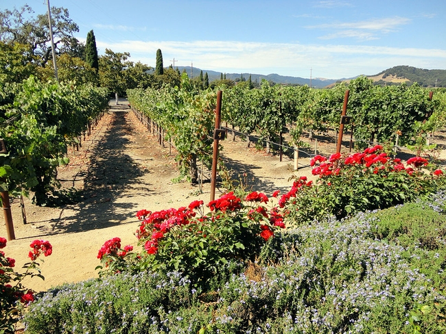 Northern California wines can be produced with or without irrigation water.