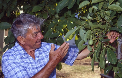 A farmer admirers a walnut tree.