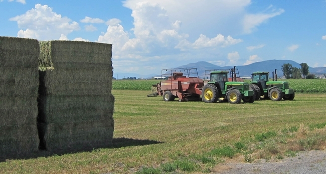 Large bales of alfalfa hay are stacked on a California farm.