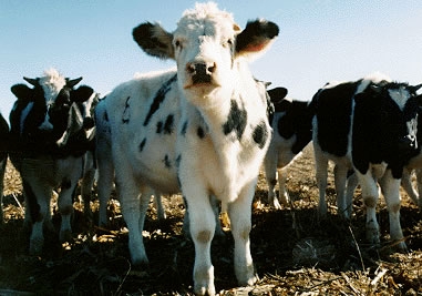 Dairy cow in California.