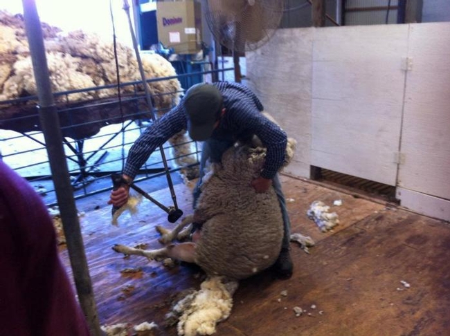 A five-day sheep shearing school is offered annually at the UC Hopland Research and Extension Center.