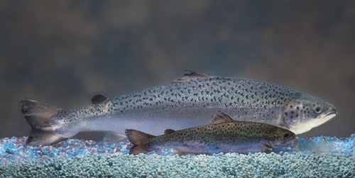 Size comparison of an AquAdvantage Salmon (background) vs. a non-transgenic Atlantic salmon sibling (foreground) of the same age.