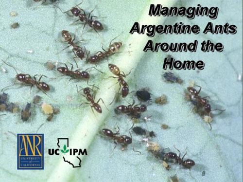 The opening screen of the UC IPM video about Argentine ants.