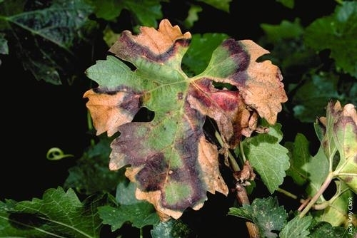A grape leaf with symptoms of Pierce's disease.