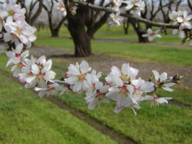 An almond branch in full bloom.
