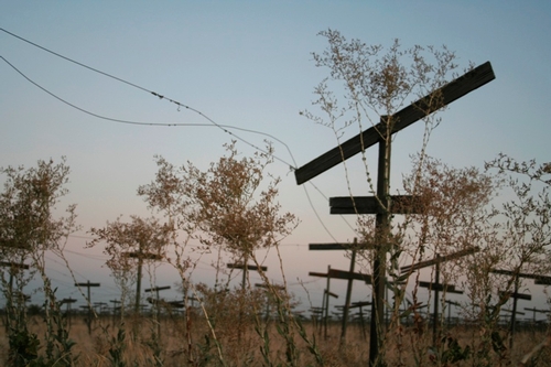 An abandoned Madera County vineyard.