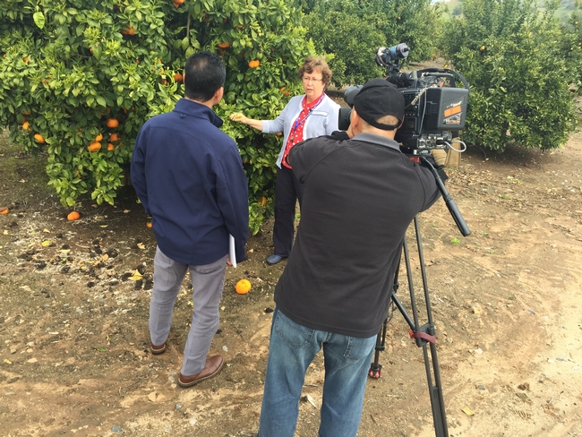Beth Grafton-Cardwell speaks with ABC30 reporter Dale Yurong, left, and cameraman Sam Gill at the UC Lindcove Research and Extension Center.