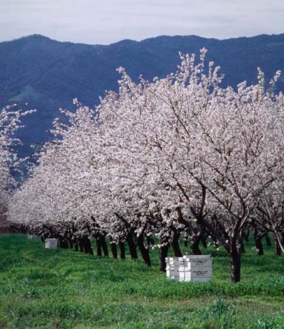 Bee hives in a California almond orchard.