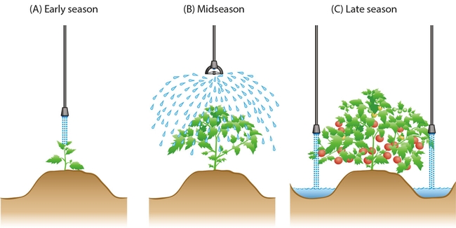 Overhead irrigation application methods and locations of application devices change as the plant grows. (Photo: California Agriculture journal)