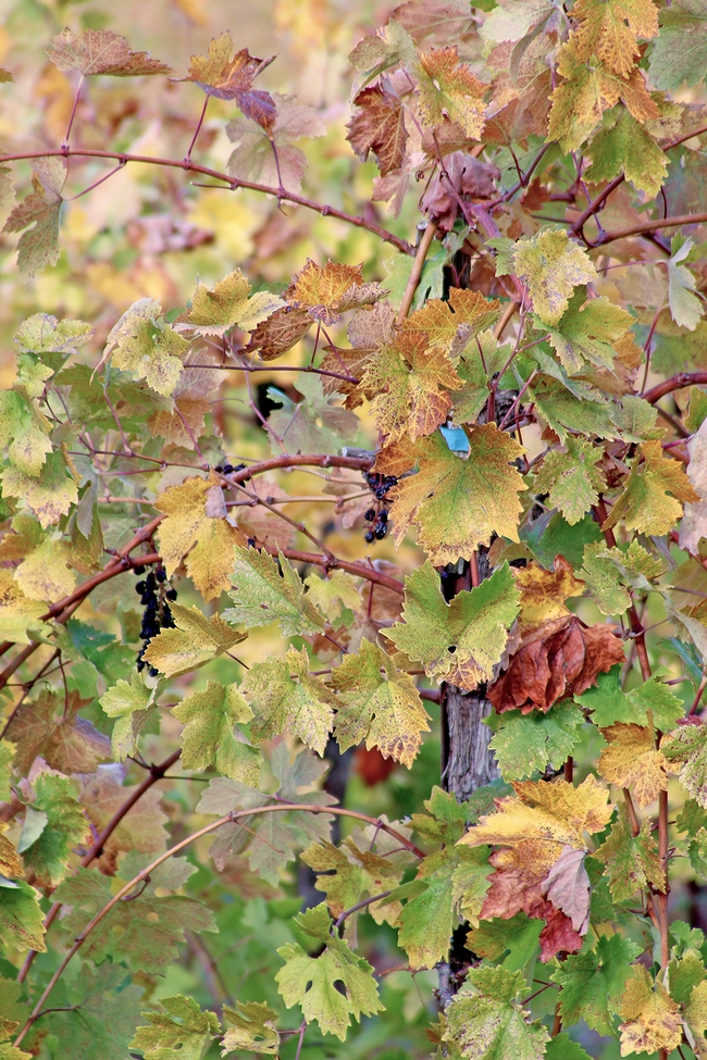 Red blotch on grapevines may be spread by the three-cornered alfalfa treehopper. (Photo: Evett Killmartin)