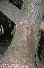 A tree suffering from Sudden Oak Death.