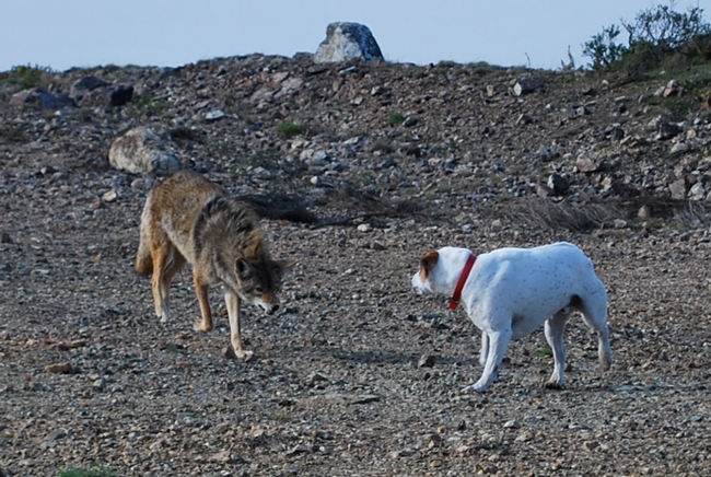 Coyotes pose a threat to domestic dogs. (Photo: Wikimedia Commons)