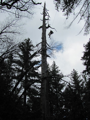UC research crew member uses tree climbing equipment to reach orphan fishers in an unstable snag.